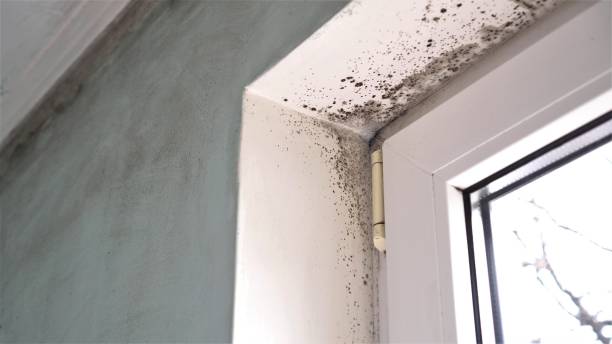 Best Real Estate Mold Inspection  in Canton, MO